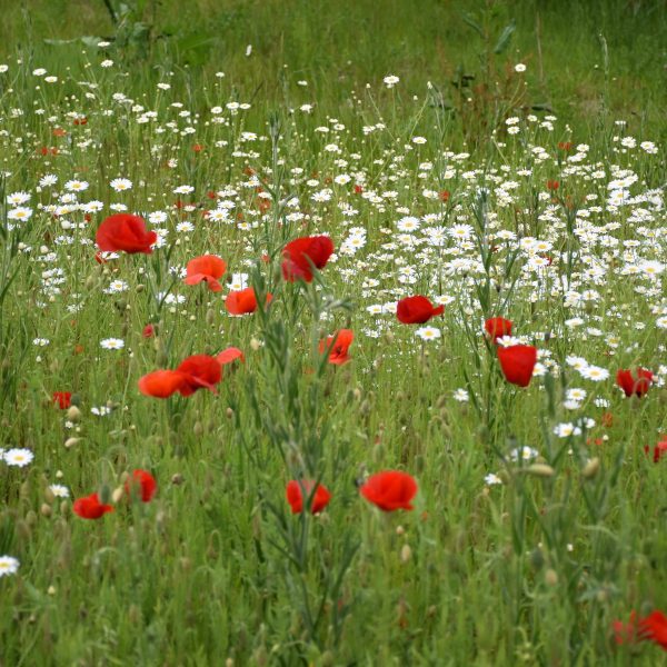 2022 National Memorial Arboretum