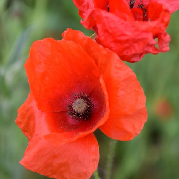 2022 National Memorial Arboretum
